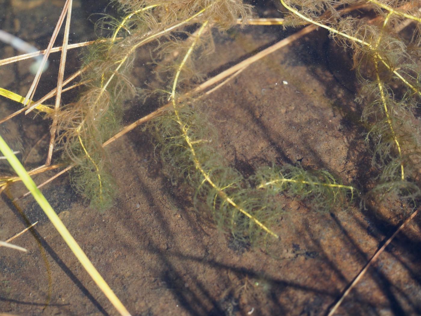 Water-milfoil, Alternate-leaved plant